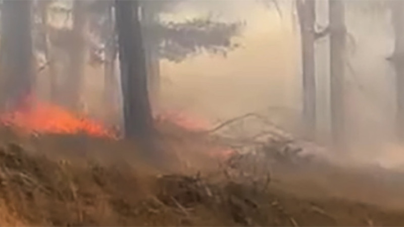 Erzurum Şenkaya'da orman yangını