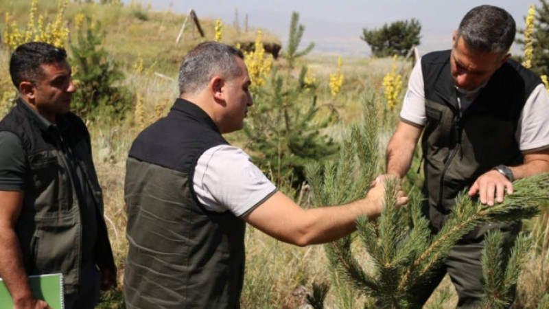 Palandöken ve Konaklı'daki ağaçlandırma sahaları incelendi